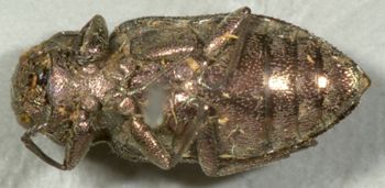 Media type: image;   Entomology 2694 Aspect: habitus ventral view